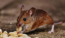 hospital-and-healthcare-facility-pest-management Experts in Charles Park